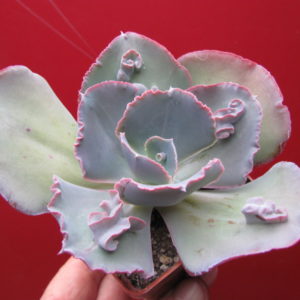 Echeveria Raggamuffin