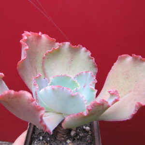 Echeveria crinoline