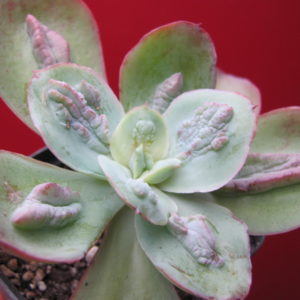Echeveria Baron Bold