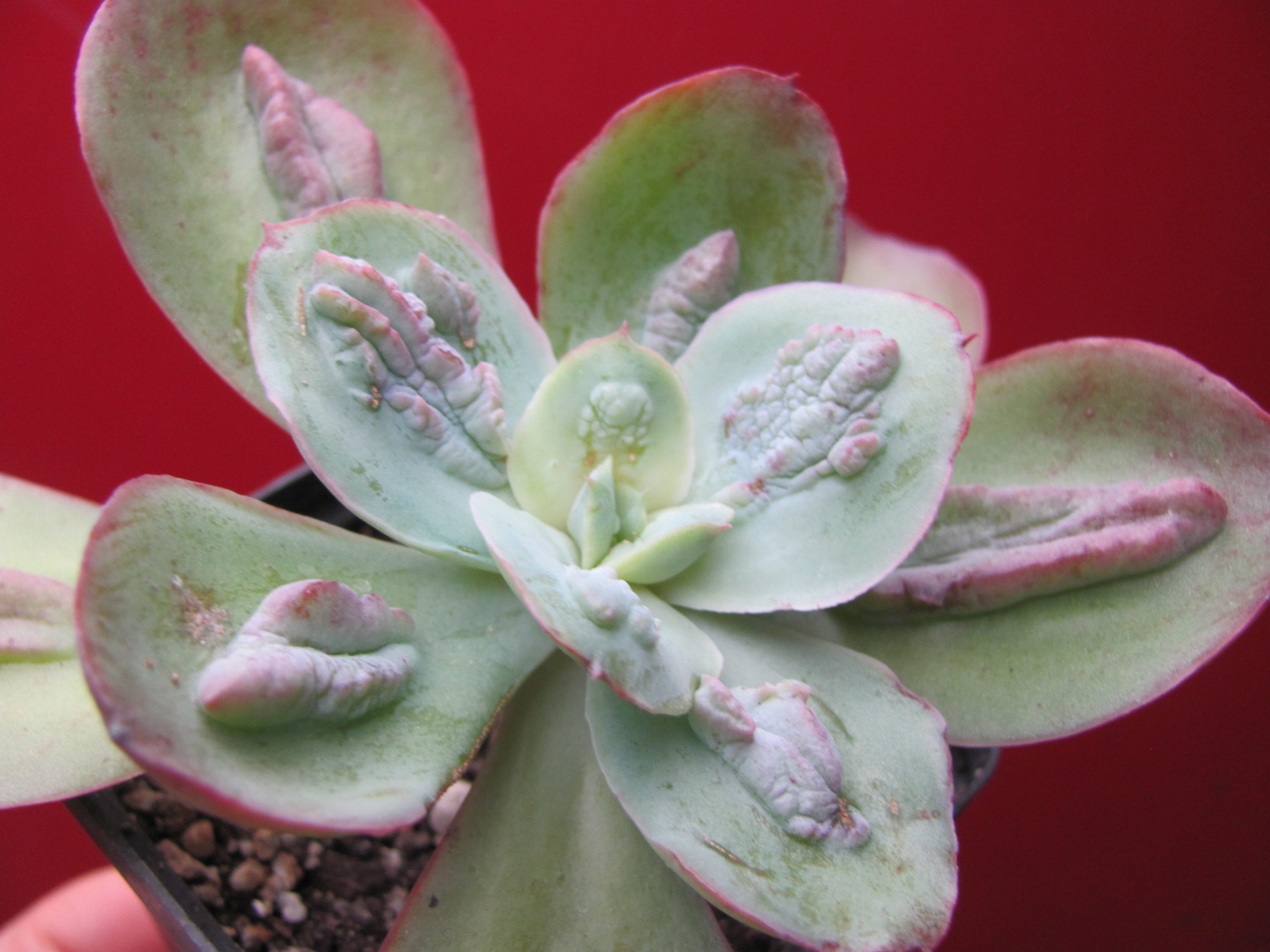 Echeveria Baron Bold