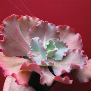 Echeveria Zorro