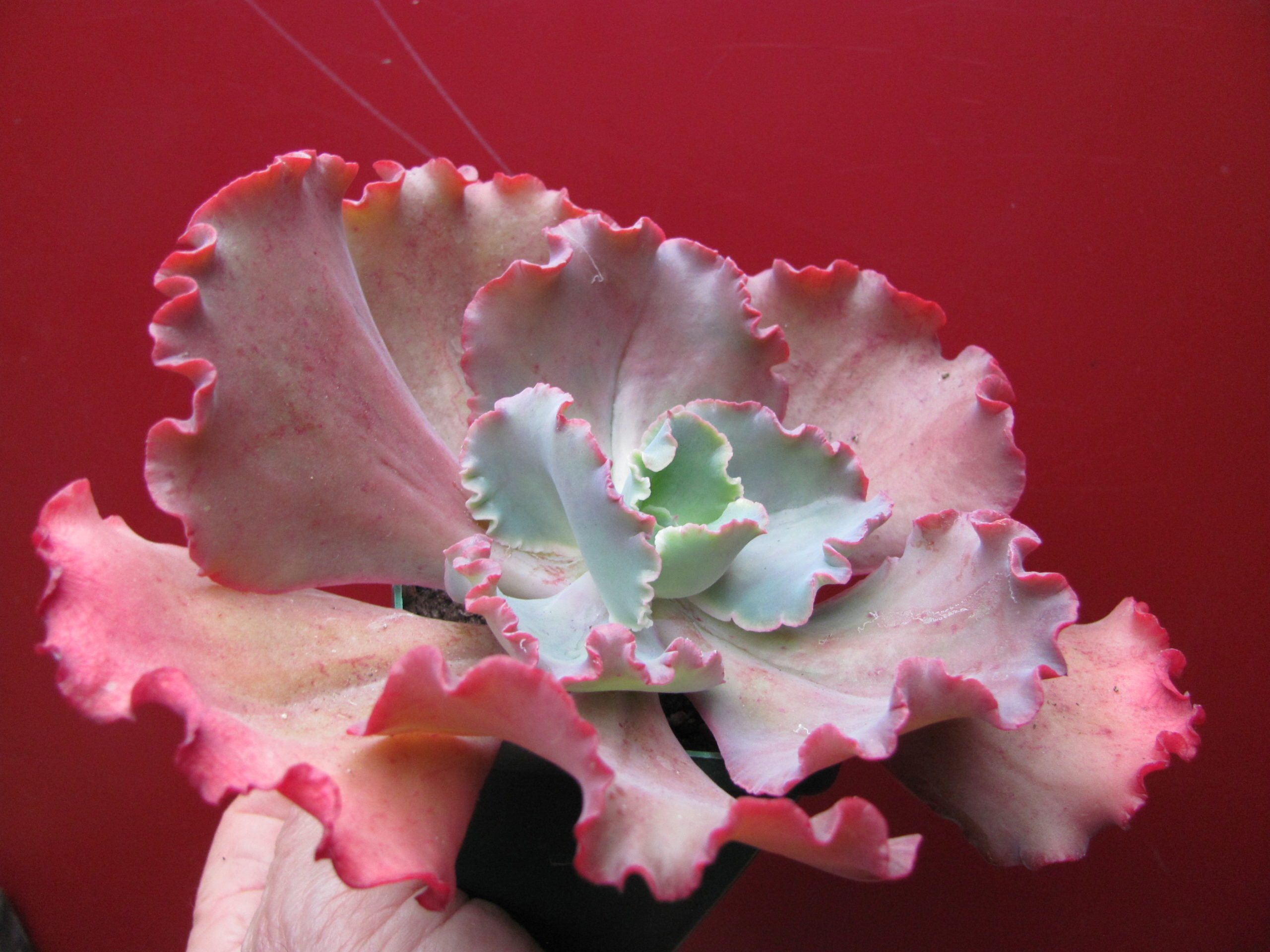 Echeveria Zorro