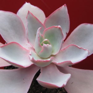 Echeveria afterglow
