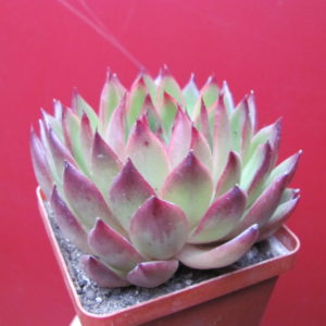 Echeveria agavoides   Cristmas