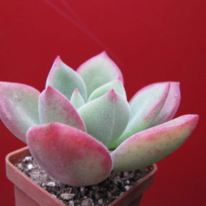 Echeveria pulvinata Ruby   hybr.