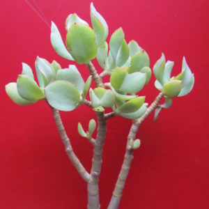 Creassula  ovata  *Blue Bird*