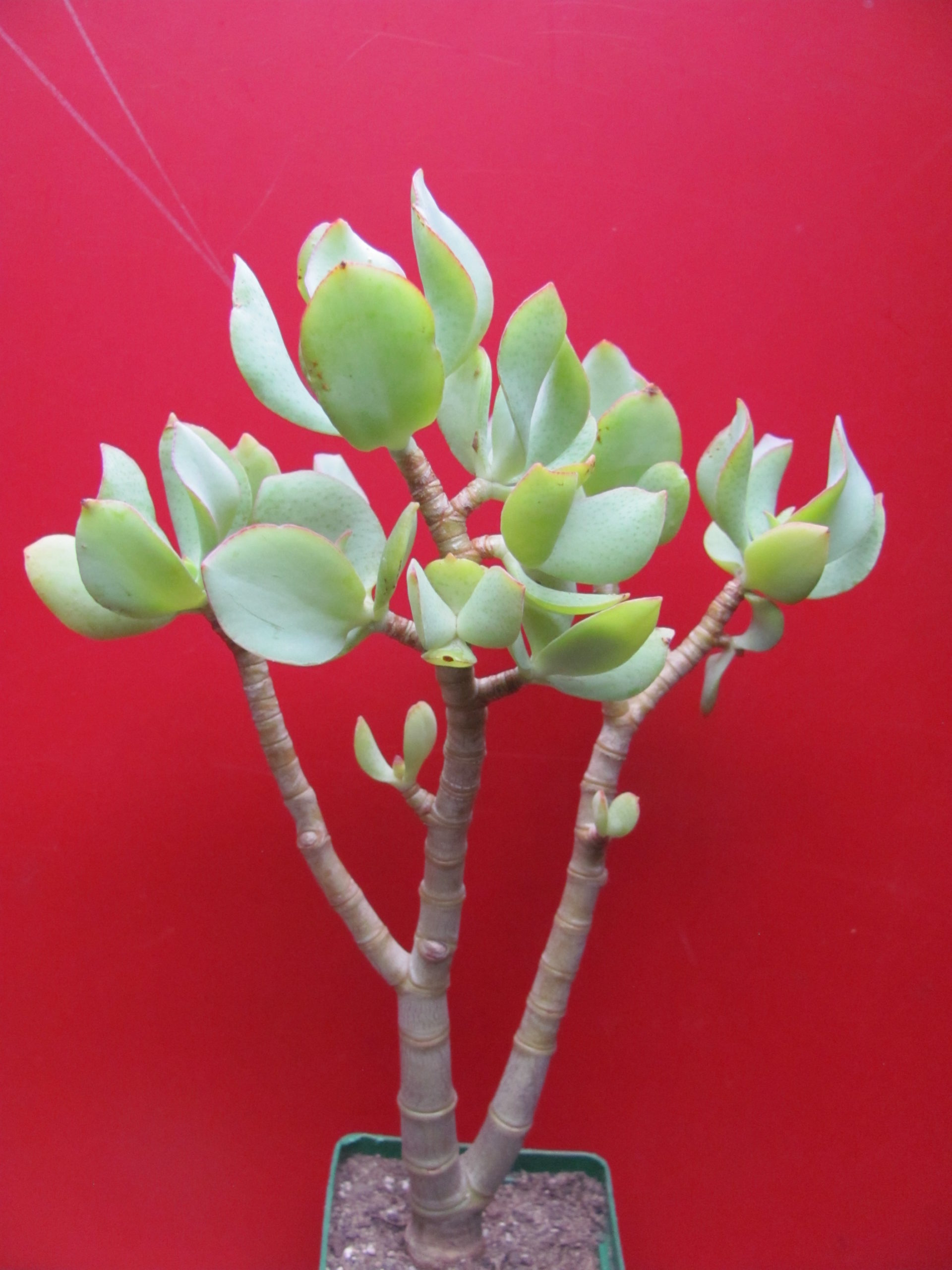 Creassula  ovata  *Blue Bird*