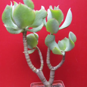 Crassula ovata  *Blue bird*