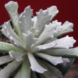 Senecio scoposus  addoensis