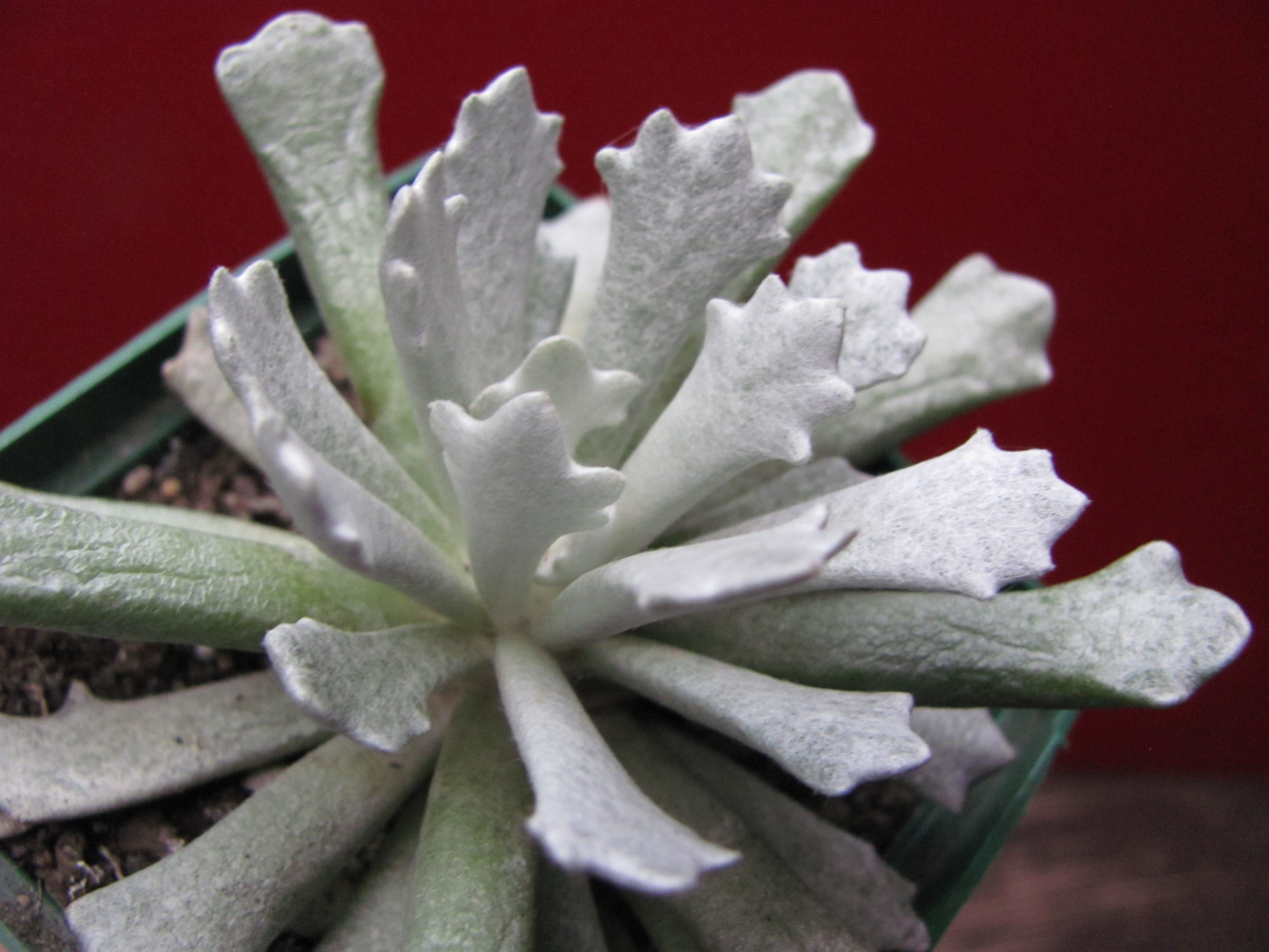 Senecio scoposus  addoensis