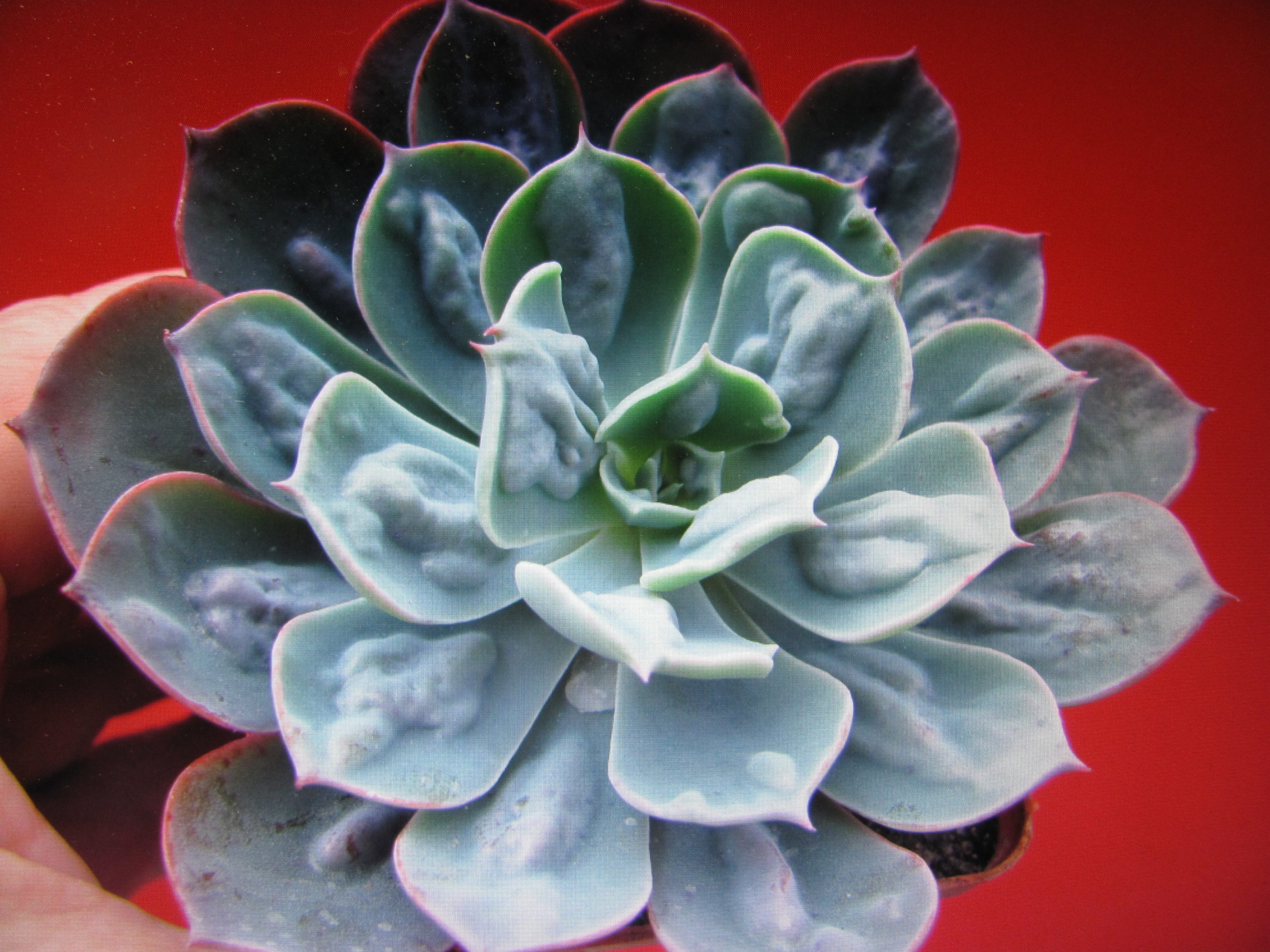 Echeveria Raindrops x Parva
