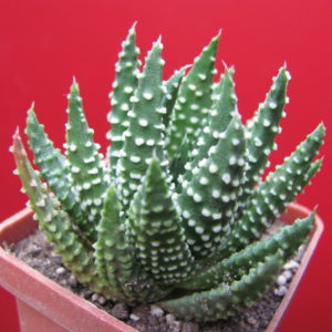 Haworthia pumila