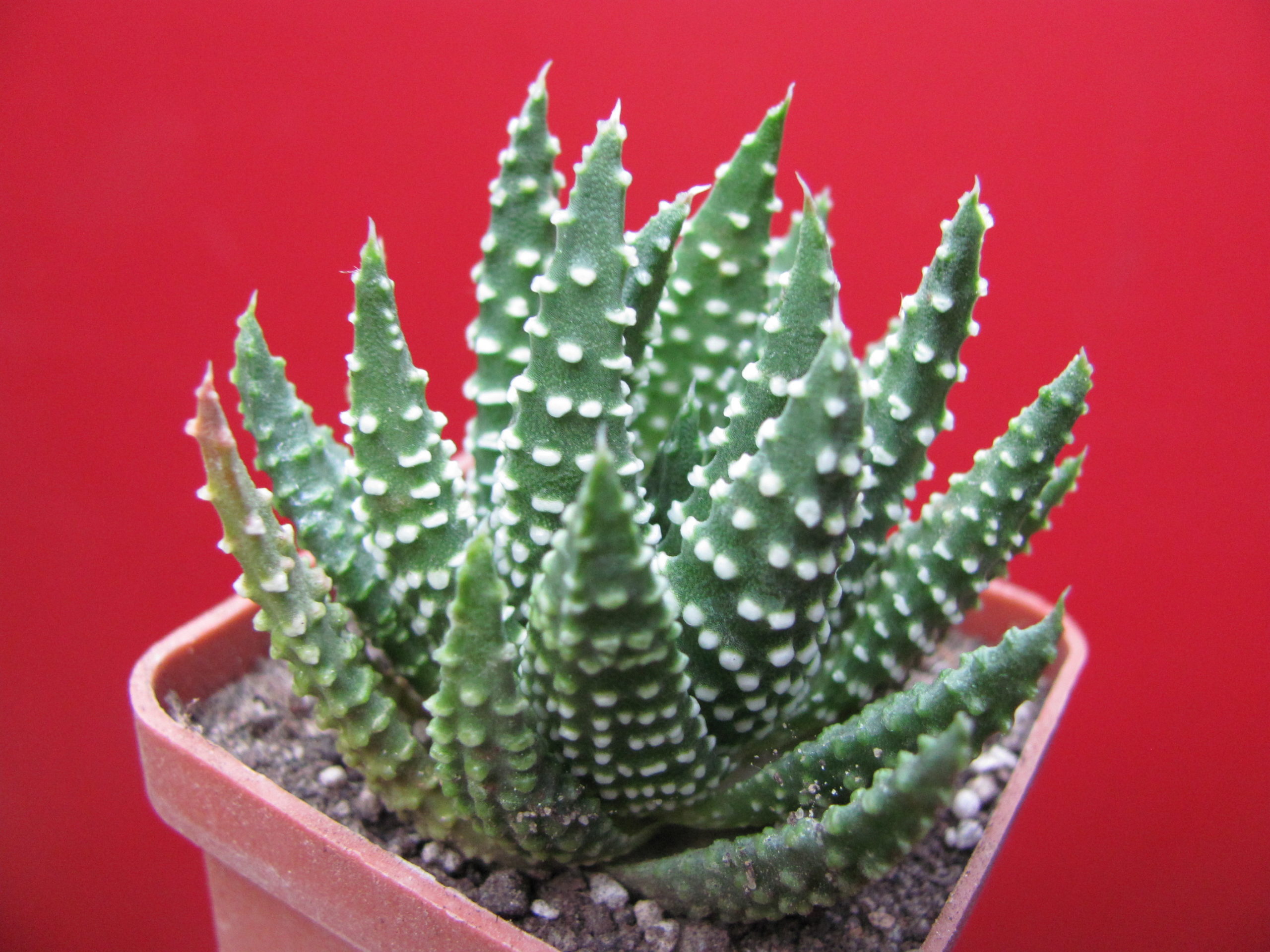 Haworthia pumila