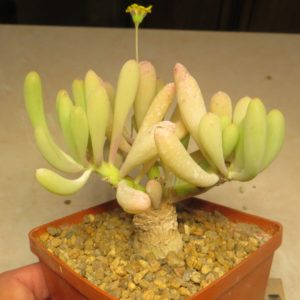 othonna aff clavifolia caudex