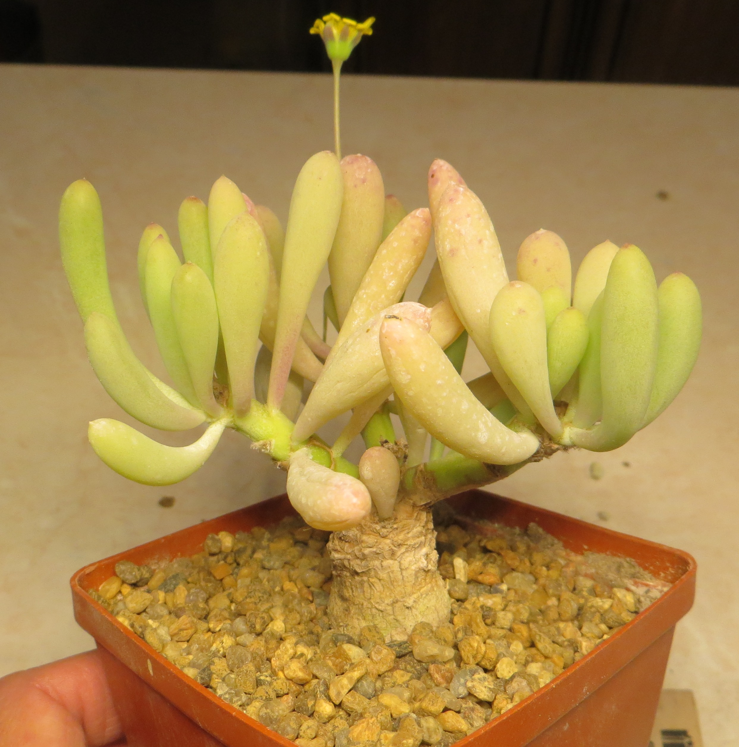 othonna aff clavifolia caudex