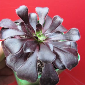 Aeonium  Schwarzkopf