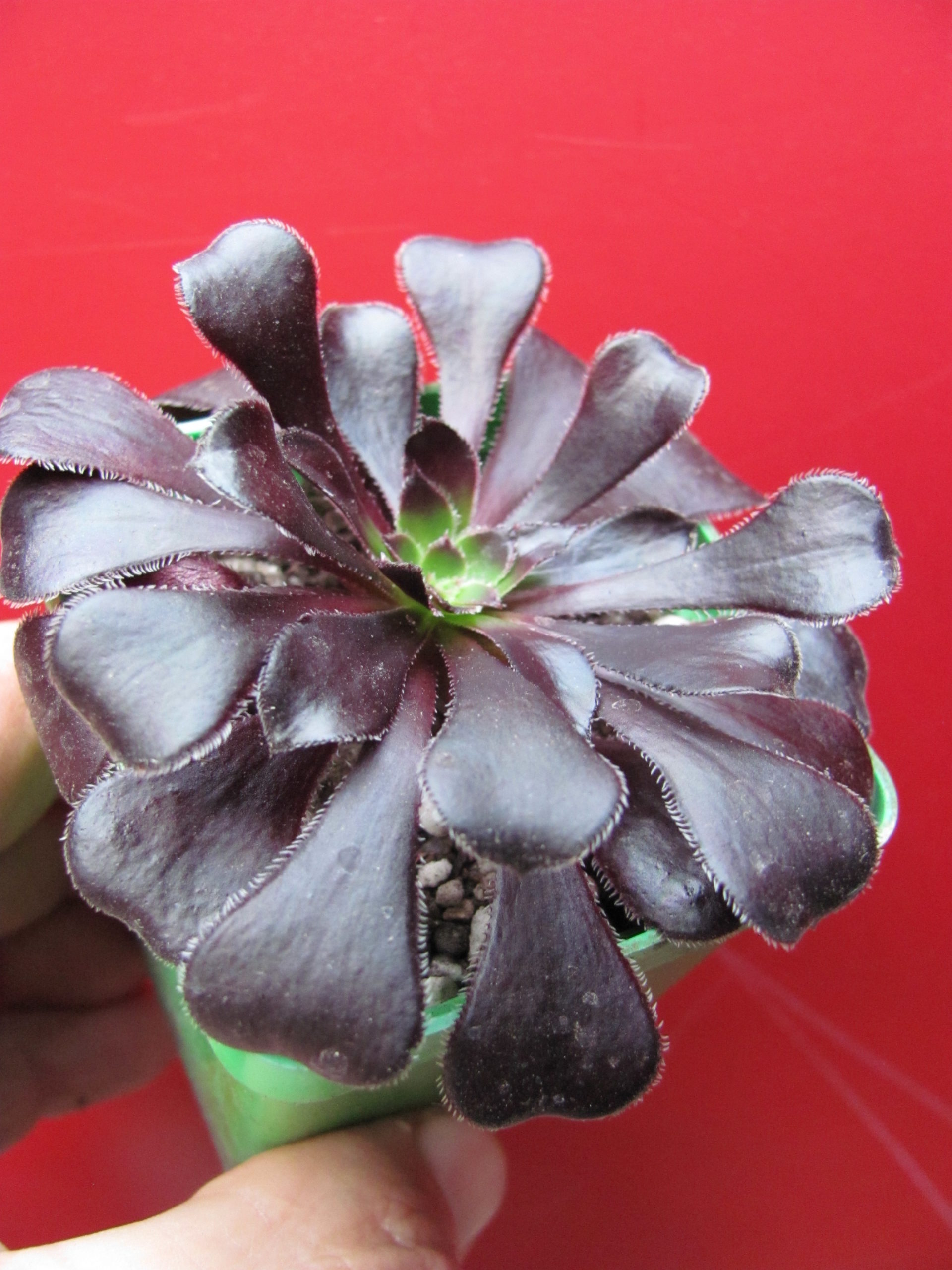 Aeonium  Schwarzkopf