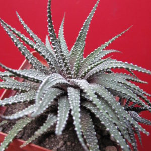 Haworthia attenuata Clariperla