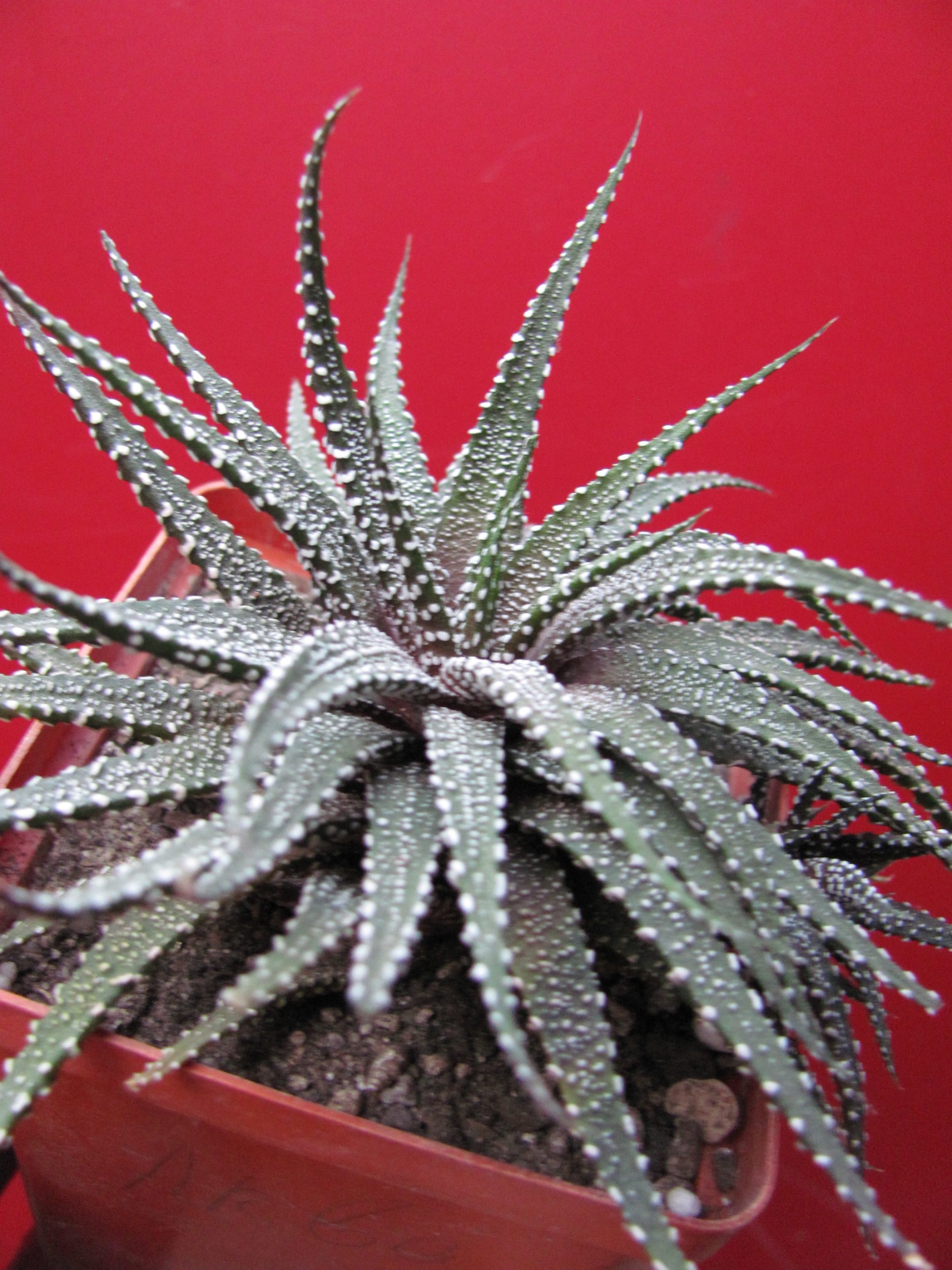 Haworthia attenuata Clariperla