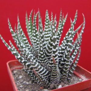 Haworthia attenuata  *Alba*