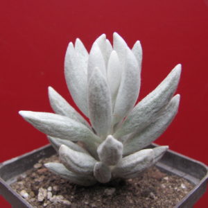 Senecio haworthioides