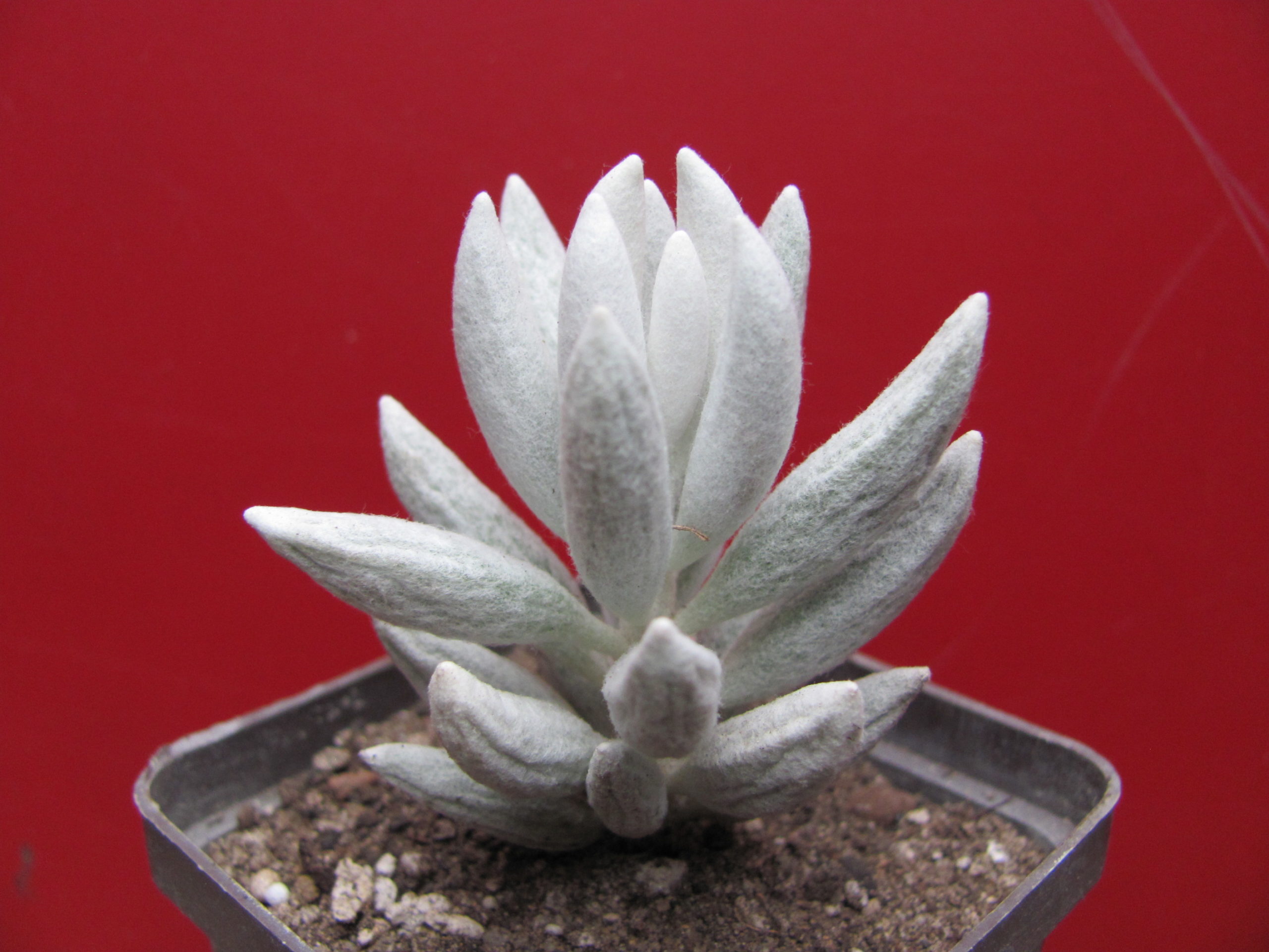 Senecio haworthioides