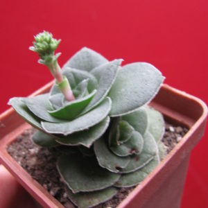 Crassula hemisphaerica