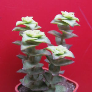 Crassula perforata variegata