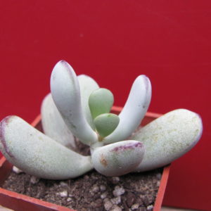 Cotyledon orbiculata Oophylla