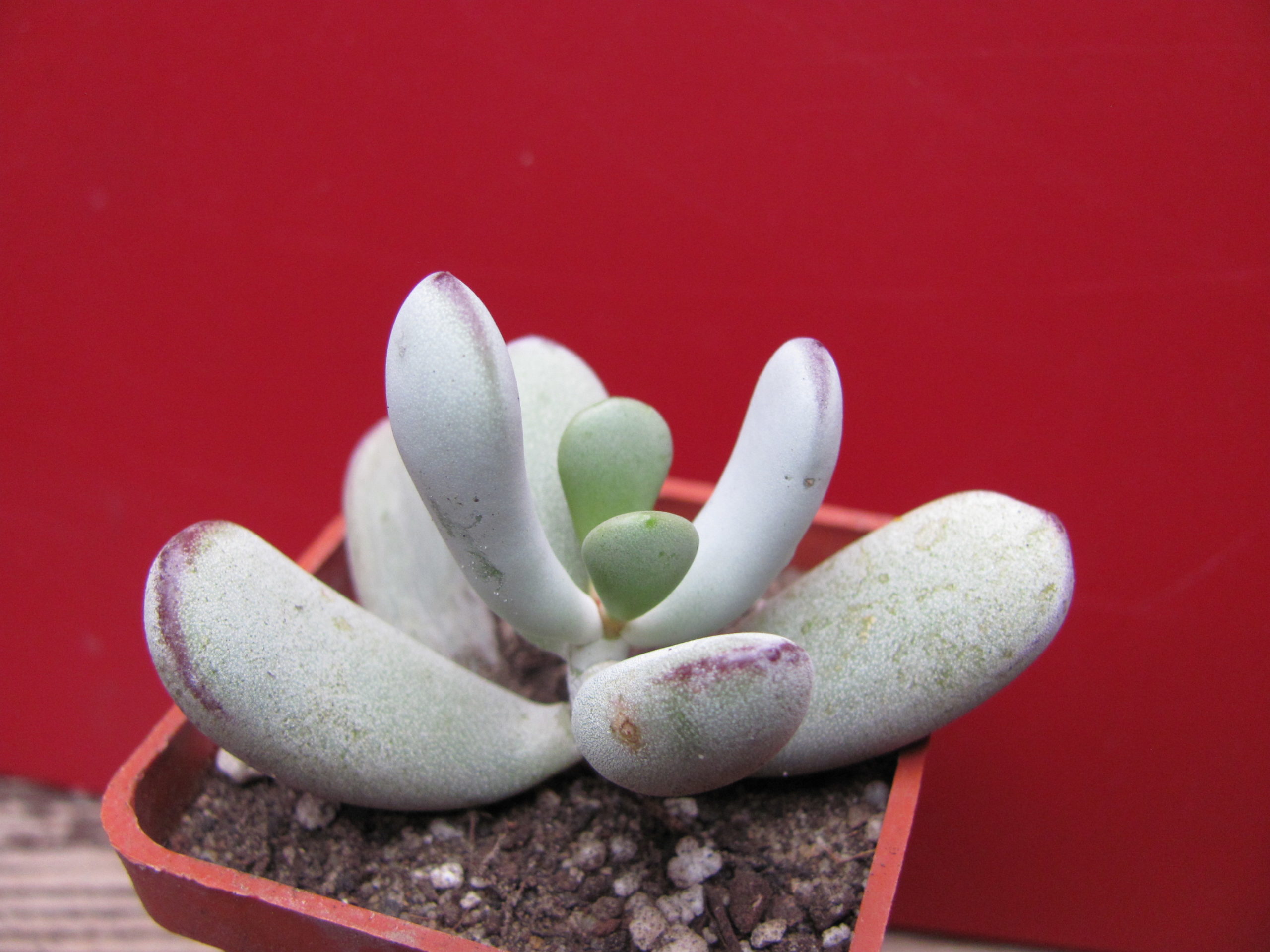 Cotyledon orbiculata Oophylla