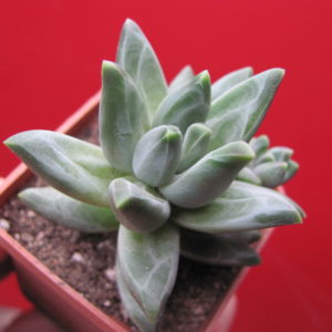 Pachyphytum compactum  *Purple Diamond*