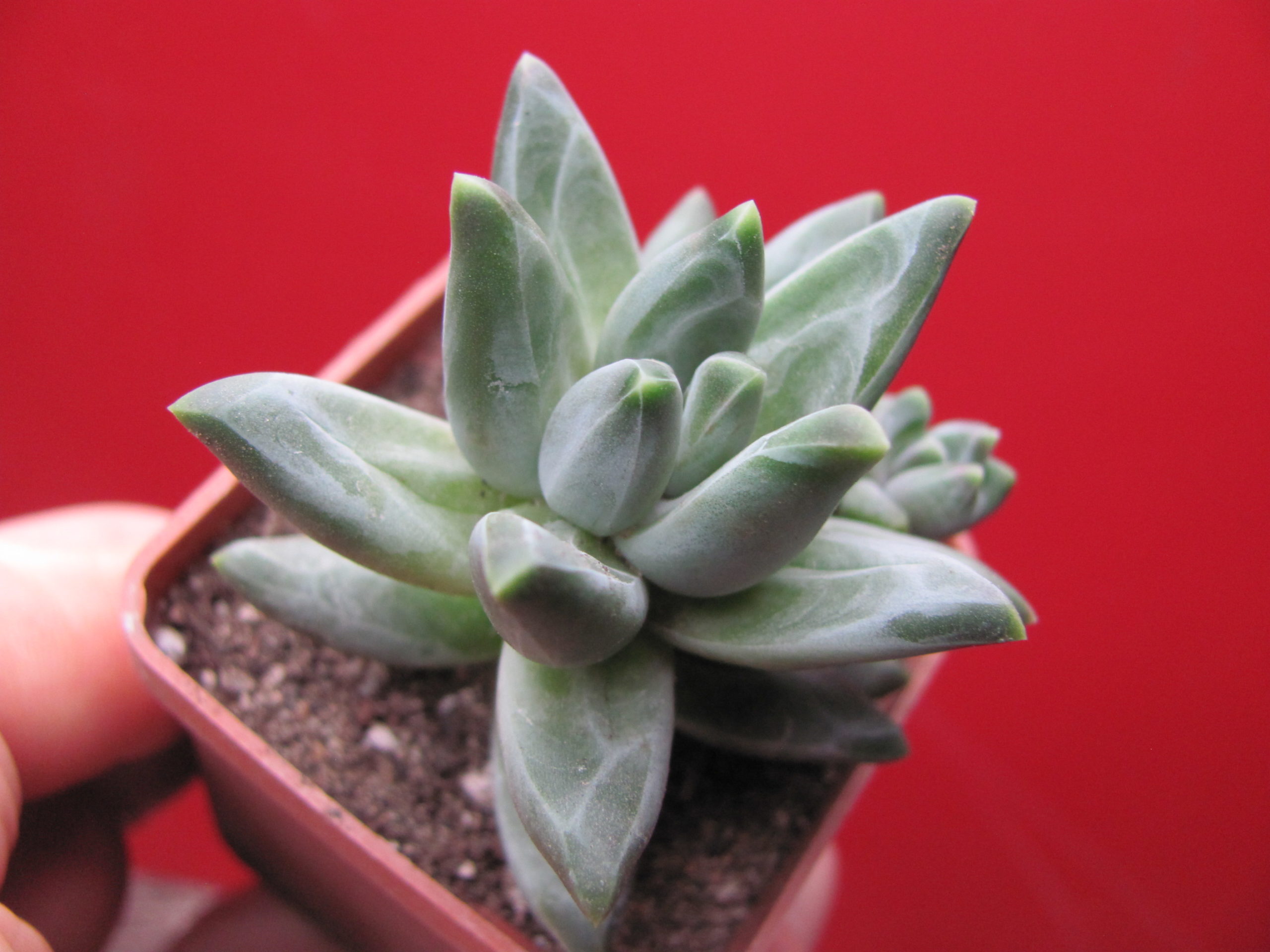Pachyphytum compactum  *Purple Diamond*