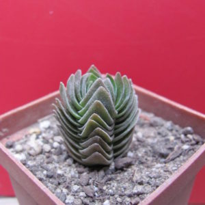 Crassula Buddhas Temple