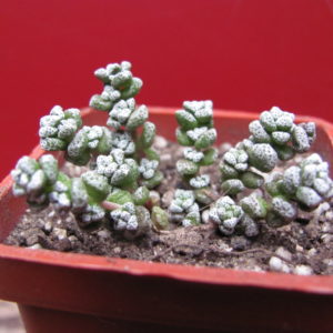 Crassula coralina