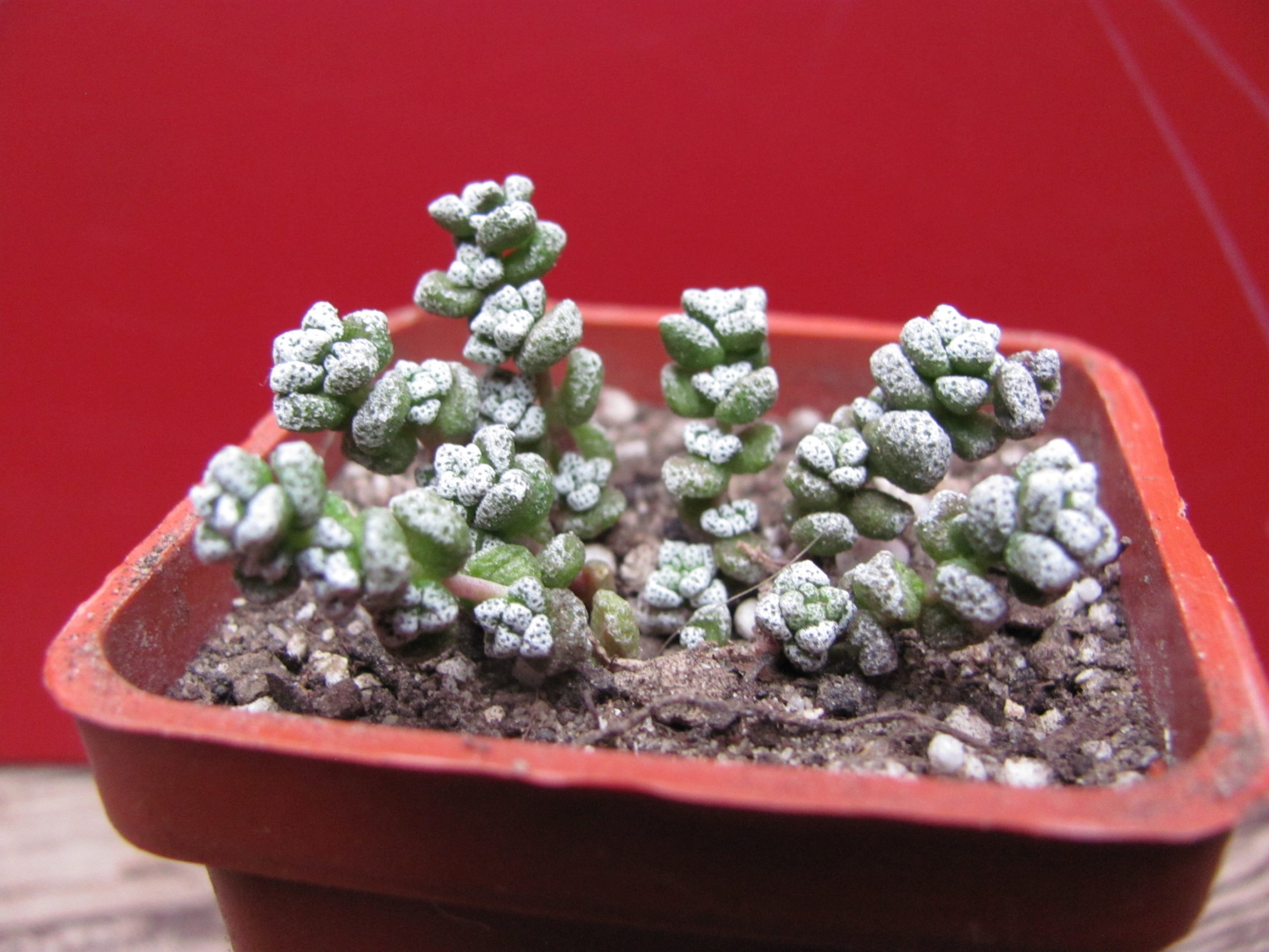 Crassula coralina