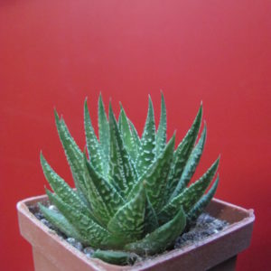 Haworthia limipholia    hybr.      Japan