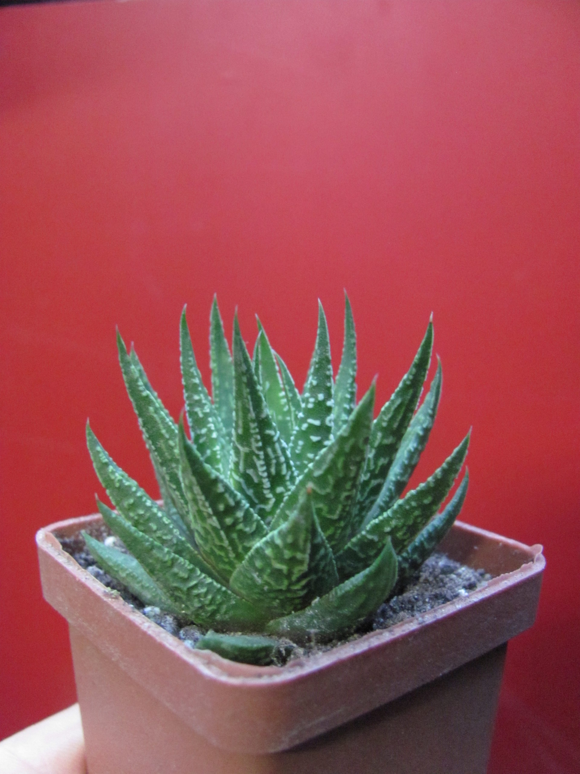 Haworthia limipholia    hybr.      Japan