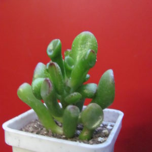 Crassula ovata Gollum