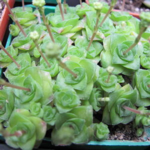 Crassula socialis