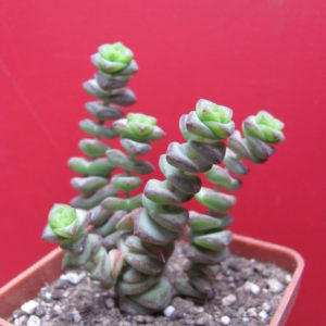 Crassula marnieriana
