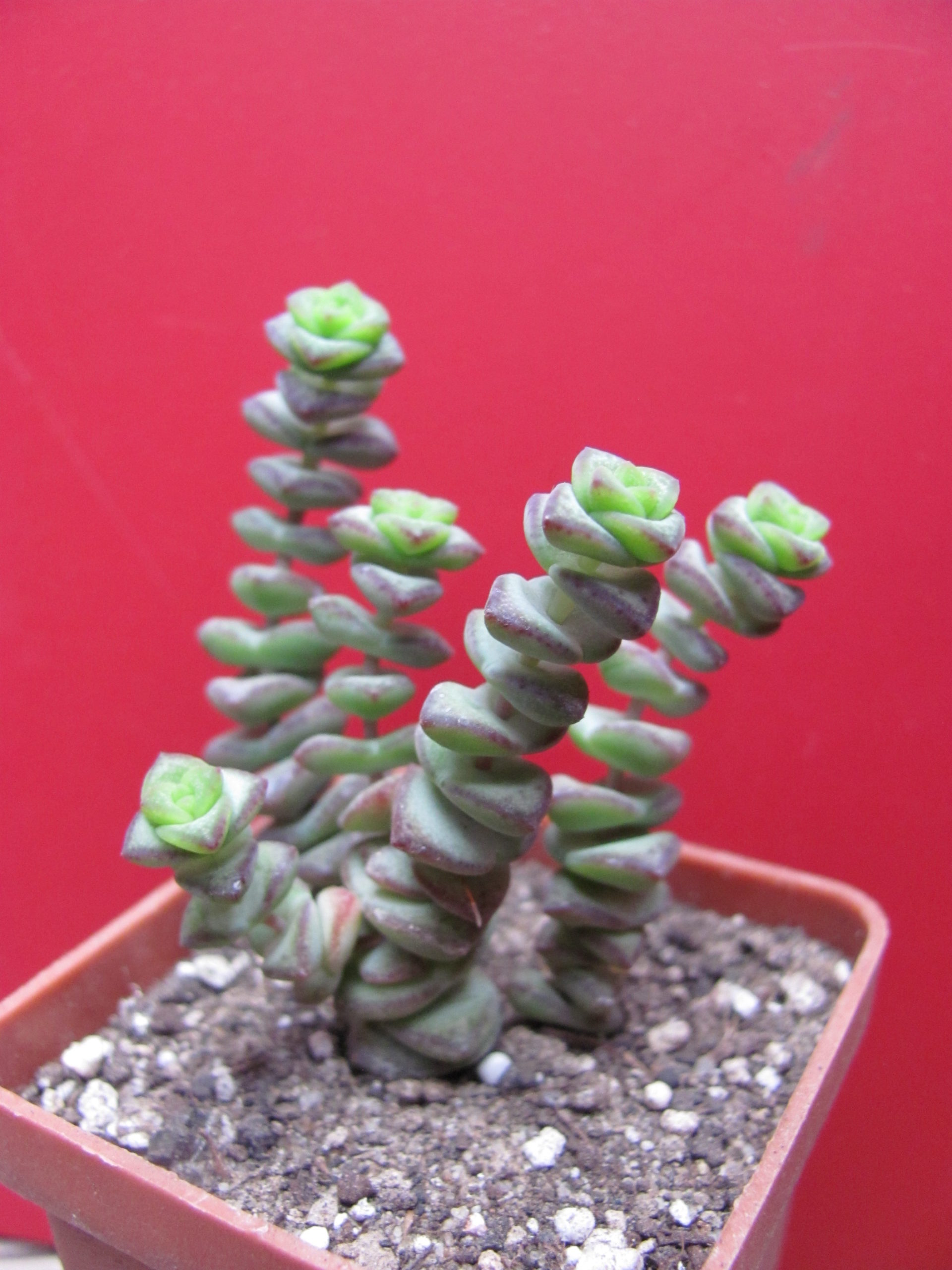 Crassula marnieriana