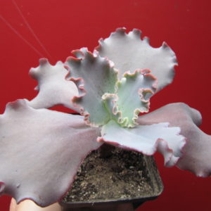 Echeveria Silveron Red
