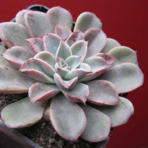 Echeveria Fantastic Fountain