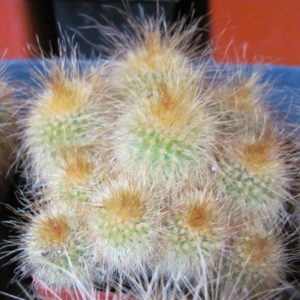 Eriocactus leninghausii