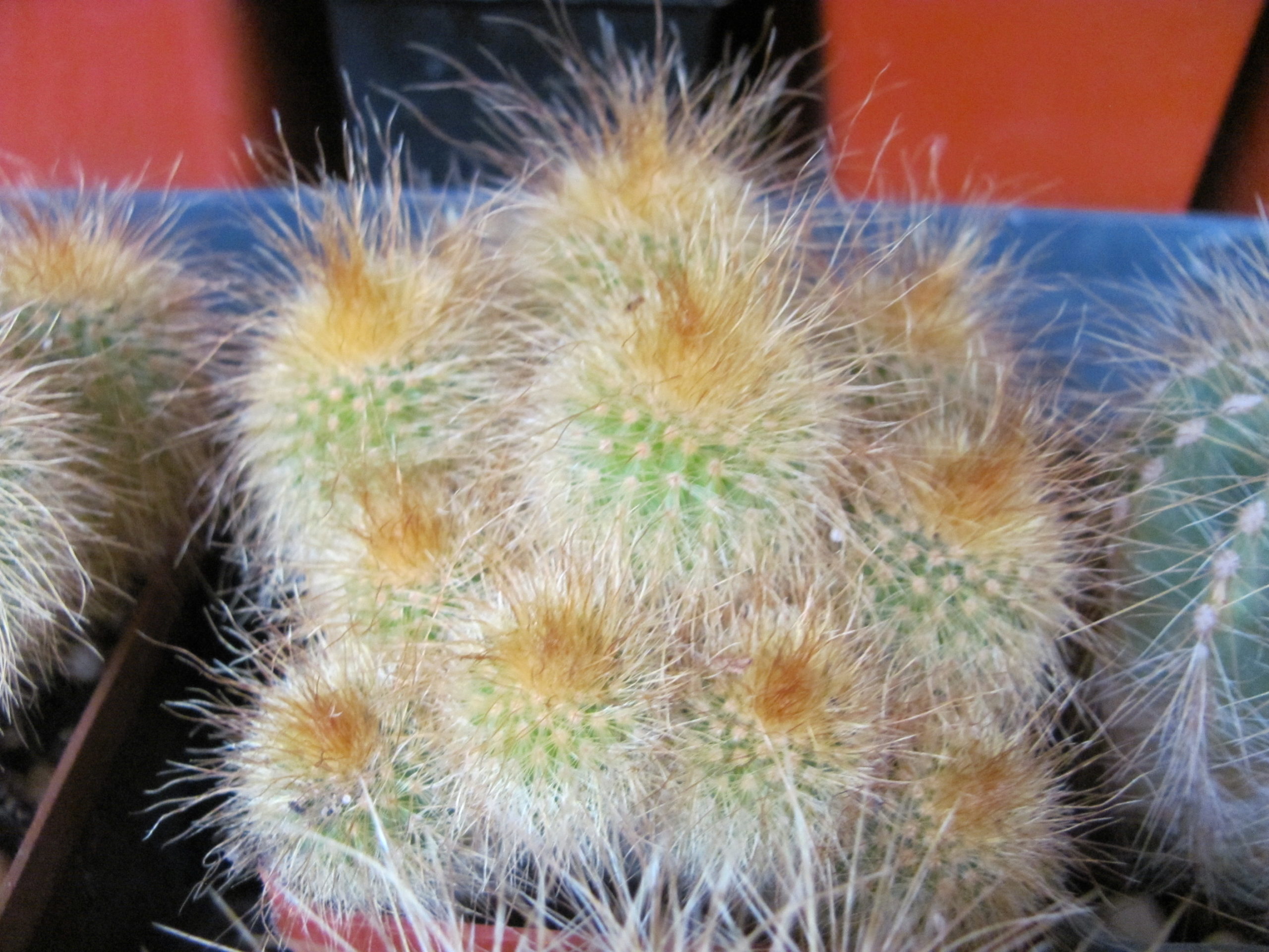 Eriocactus leninghausii