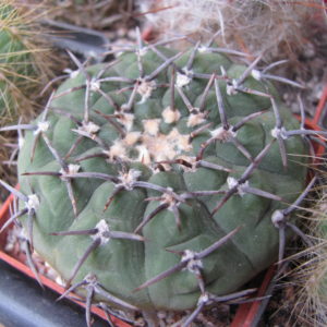 Gymnocalycium pilziorum