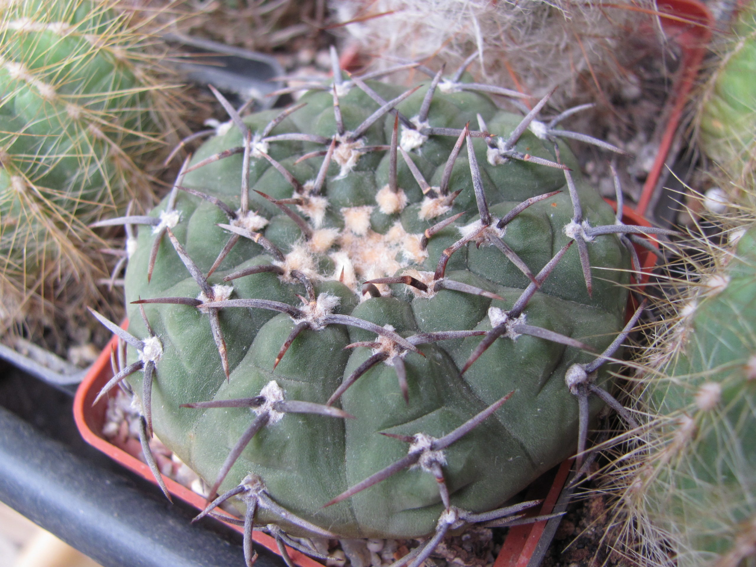 Gymnocalycium pilziorum