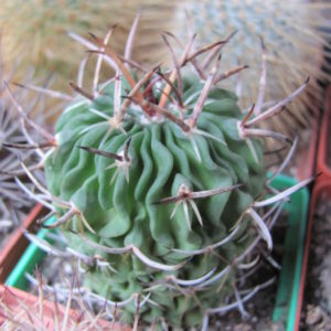 Echinofossulocactus pentacanthus