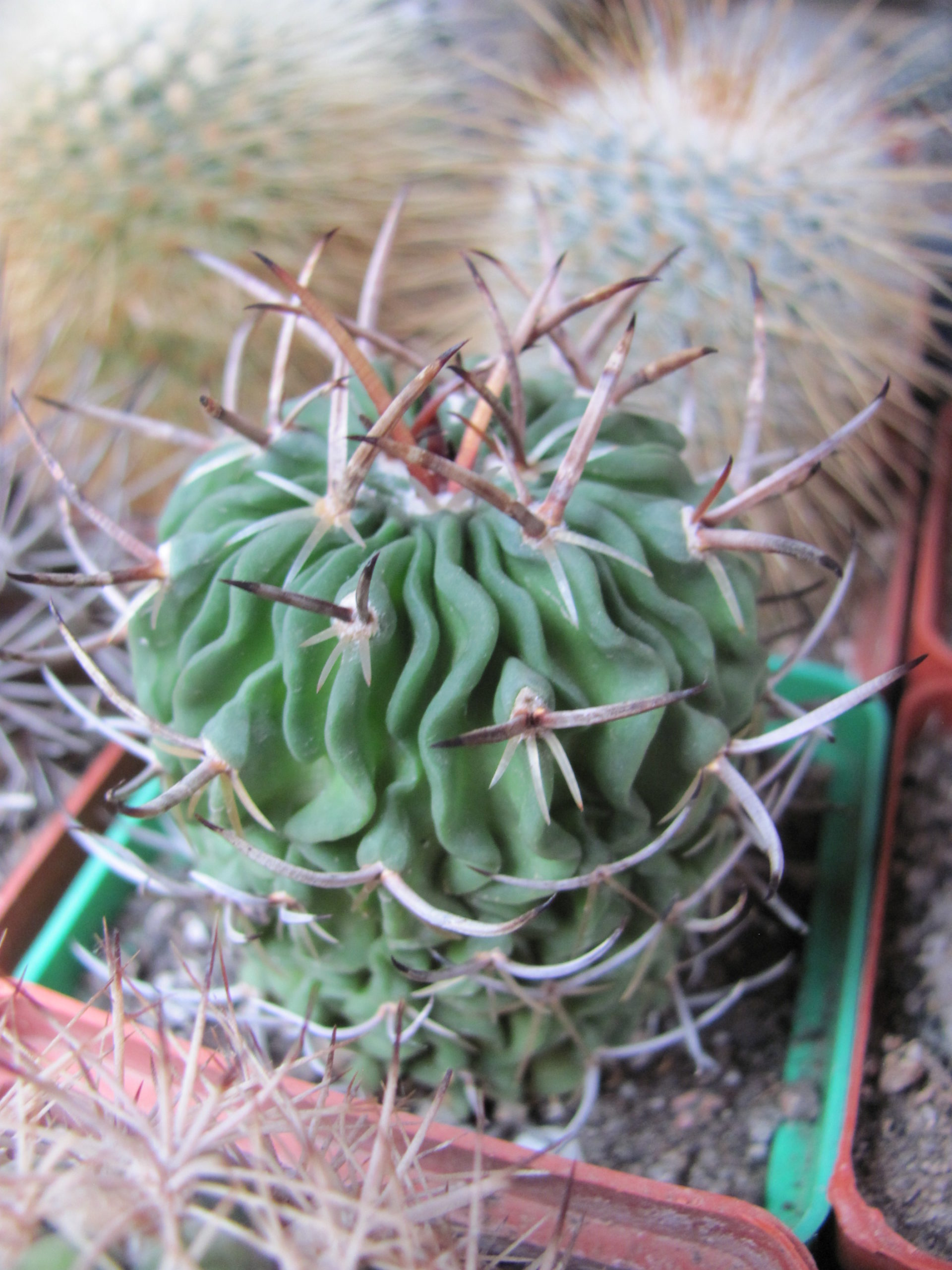 Echinofossulocactus pentacanthus
