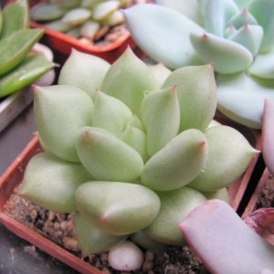 Echeveria Van Keppel